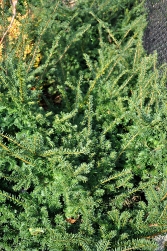Taxus x media 'Fairview' 